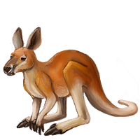 kangaroo.png