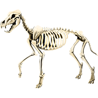 skeletalwolf.png