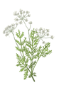carawayplant.png