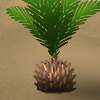 Baby Palm