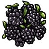 blackraspberry.png