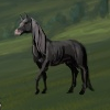 Celtic Black Horse