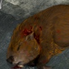 Dead Beaver