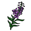 fireweed.png
