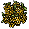 goldenraspberry.png