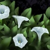 Border - Moon Flowers 2