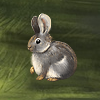 Pygmy Rabbit