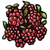 redraspberry.png