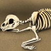 Skeletal Pup